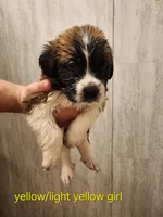 Light yellow girl, a female Saint Bernard for sale in Buckeye Lake, OH – Photo 1 of 4
