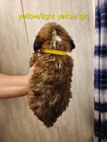 Light yellow girl, a female Saint Bernard for sale in Buckeye Lake, OH – Photo 2 of 4