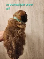 Light green girl, a female Saint Bernard for sale in Buckeye Lake, OH – Photo 2 of 4