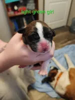 Light green girl, a female Saint Bernard for sale in Buckeye Lake, OH – Photo 3 of 4
