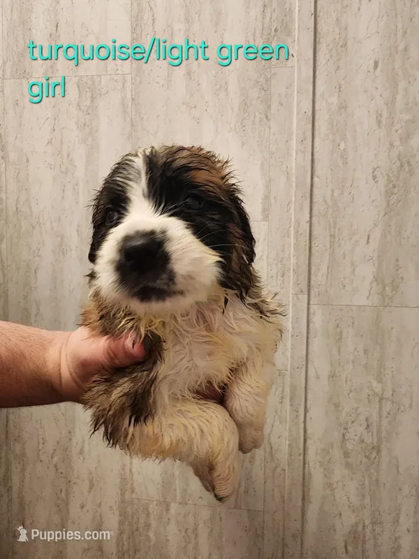 Light green girl – Saint Bernard puppy for sale in Buckeye Lake, OH