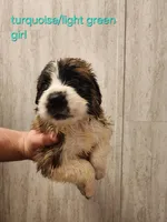 Light green girl, a female Saint Bernard for sale in Buckeye Lake, OH – Photo 1 of 4