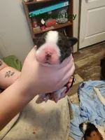 Dark green boy, a male Saint Bernard for sale in Buckeye Lake, OH – Photo 5 of 6