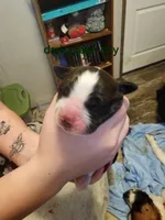 Dark green boy, a male Saint Bernard for sale in Buckeye Lake, OH – Photo 4 of 6