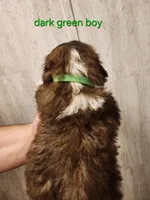 Dark green boy, a male Saint Bernard for sale in Buckeye Lake, OH – Photo 2 of 6