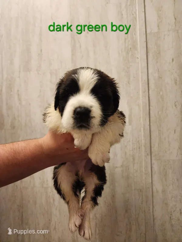Dark green boy – Saint Bernard puppy for sale in Buckeye Lake, OH
