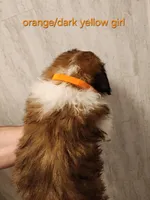 Orange/dark yellow girl , a female Saint Bernard for sale in Buckeye Lake, OH – Photo 2 of 5