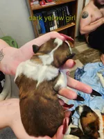 Orange/dark yellow girl , a female Saint Bernard for sale in Buckeye Lake, OH – Photo 5 of 5