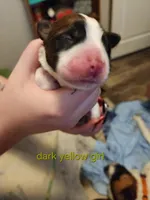 Orange/dark yellow girl , a female Saint Bernard for sale in Buckeye Lake, OH – Photo 4 of 5