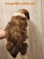 Orange/dark yellow girl , a female Saint Bernard for sale in Buckeye Lake, OH – Photo 3 of 5