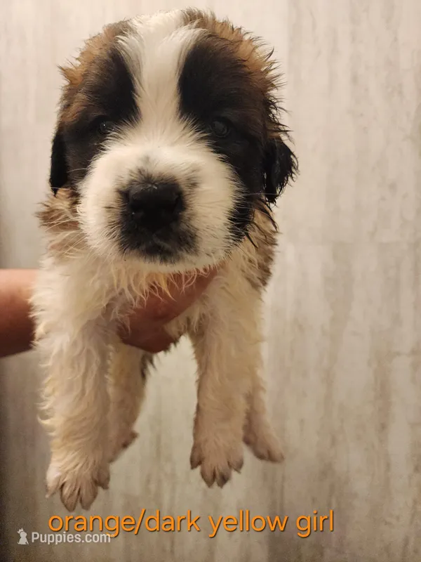 Orange/dark yellow girl  – Saint Bernard puppy for sale in Buckeye Lake, OH
