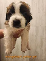 Orange/dark yellow girl , a female Saint Bernard for sale in Buckeye Lake, OH – Photo 1 of 5