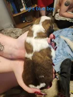 Light blue boy, a male Saint Bernard for sale in Buckeye Lake, OH – Photo 5 of 5