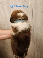 Light blue boy, a male Saint Bernard for sale in Buckeye Lake, OH – Photo 2 of 5