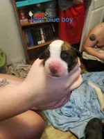 Light blue boy, a male Saint Bernard for sale in Buckeye Lake, OH – Photo 4 of 5