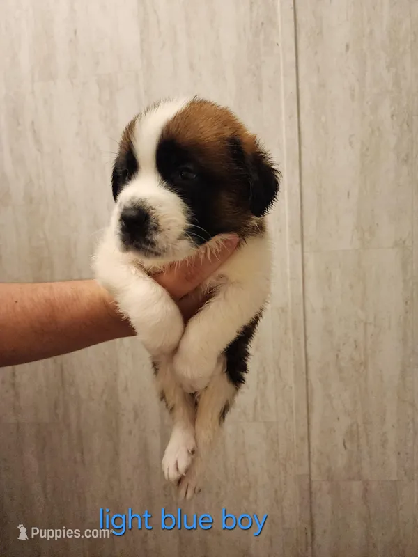 Light blue boy – Saint Bernard puppy for sale in Buckeye Lake, OH