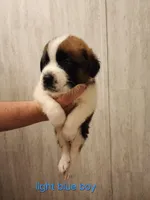 Light blue boy, a male Saint Bernard for sale in Buckeye Lake, OH – Photo 1 of 5