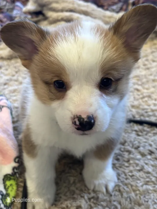 Hercules  – Pembroke Welsh Corgi puppy for sale in Davenport, NE