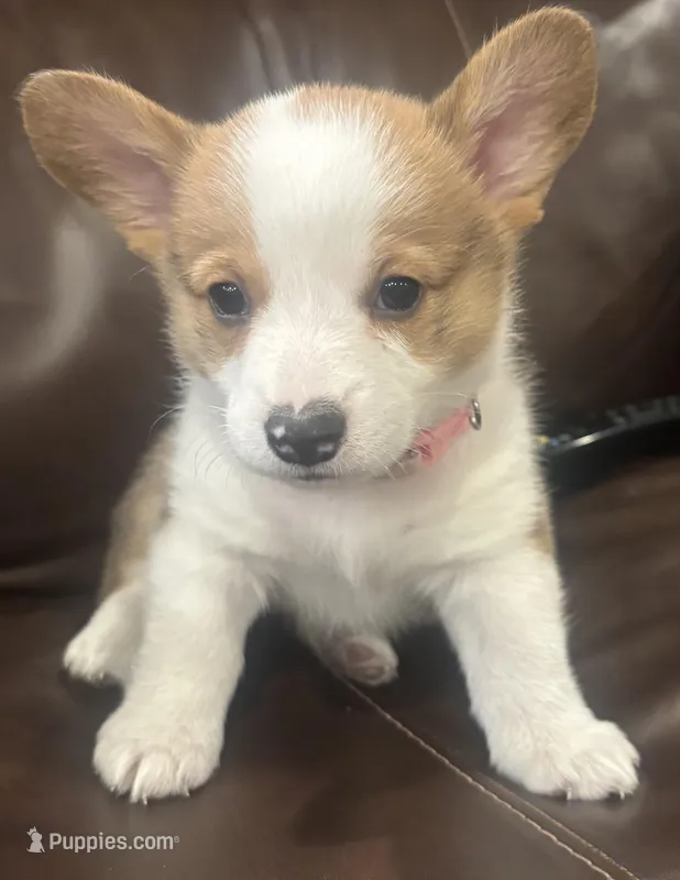 Lindy – Pembroke Welsh Corgi puppy for sale in Davenport, NE