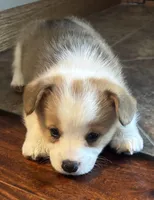 Beethoven , a male Pembroke Welsh Corgi for sale in Davenport, NE – Photo 2 of 2