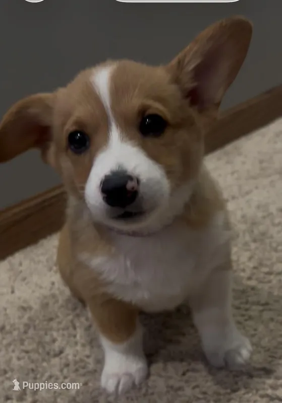 Pippa – Pembroke Welsh Corgi puppy for sale in Davenport, NE