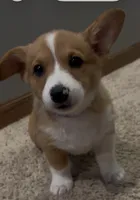 Pippa, a female Pembroke Welsh Corgi for sale in Davenport, NE – Photo 1 of 2