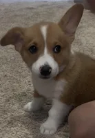 Pippa, a female Pembroke Welsh Corgi for sale in Davenport, NE – Photo 2 of 2