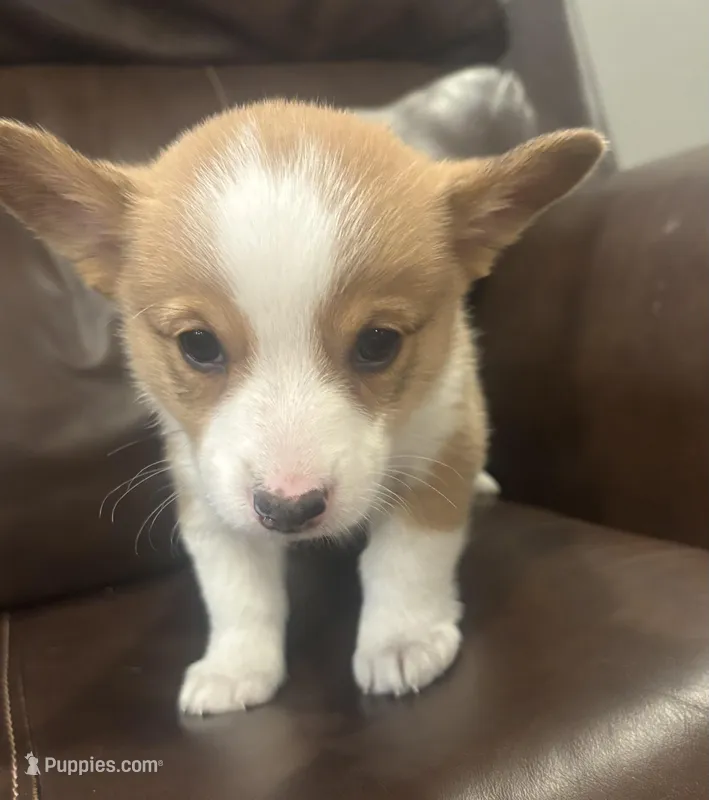 Tink  – Pembroke Welsh Corgi puppy for sale in Davenport, NE