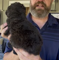 F2bb Super Curly Black Female- GORGEOUS , a female Aussiedoodle and Poodle - Standard  for sale in Tulsa, OK – 3 of 8