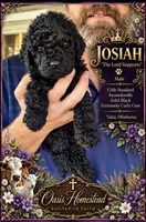 Gorgeous Black Super Curly F2bb - AMAZING , a male Goldendoodle and Poodle - Standard  for sale in Tulsa, OK – 5 of 5