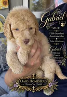 Crystal Double Blue Eyes F2bb- He is a STUNNER!, a male Goldendoodle and Poodle - Standard  for sale in Tulsa, OK – 4 of 8