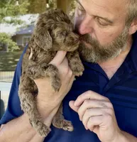 Beautiful Red/Chocolate Merle F2bb-Marble Blue Eyes, a female Goldendoodle and Poodle - Standard  for sale in Tulsa, OK – 3 of 8