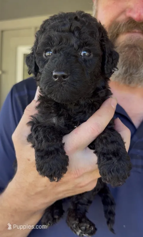 Naomi- Black F2b - So Gorgeous  – Goldendoodle, Poodle - Standard  puppy for sale in Tulsa, OK