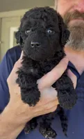 Naomi- Black F2bb-  So Gorgeous , a female Goldendoodle and Poodle - Standard  for sale in Tulsa, OK – 1 of 7