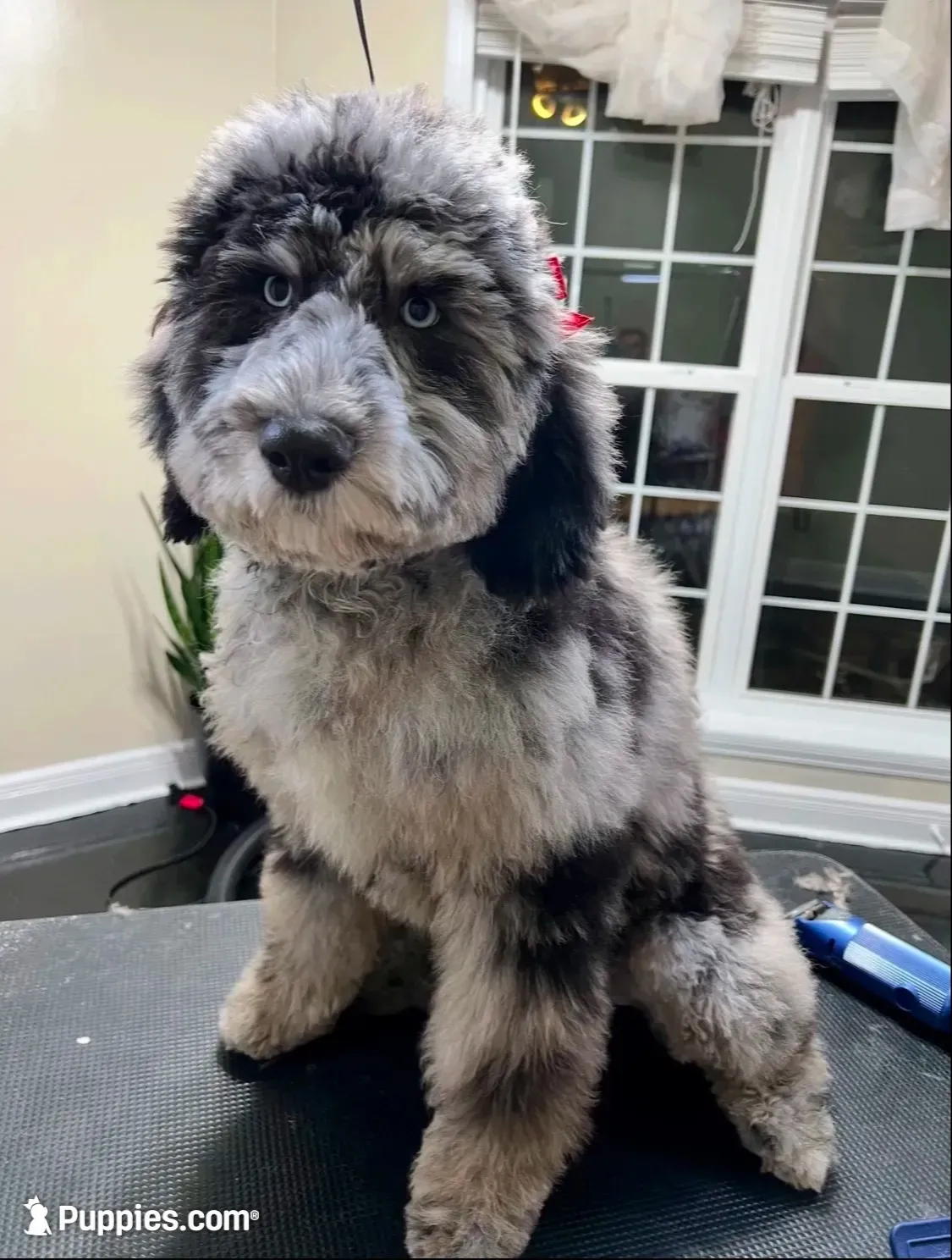 Beautiful Red F2bb DoodleSo SWeet- W@W, a female Aussiedoodle and Poodle - Standard  for sale in Tulsa, OK – 5 of 10