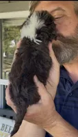 Tiny Little Chocolate Parti Girl -F2bb Marble Blue eyes, a female Aussiedoodle and Poodle - Standard  for sale in Tulsa, OK – 2 of 9