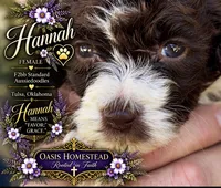 Tiny Little Chocolate Parti Girl -F2bb Marble Blue eyes, a female Aussiedoodle and Poodle - Standard  for sale in Tulsa, OK – 4 of 9