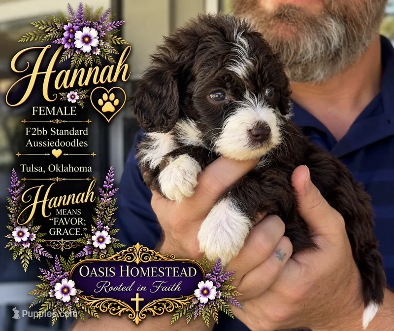 Hannah- Chocolate Parti-Marble Blue eyes F2b- TINY GIRL  – Goldendoodle, Poodle - Standard  puppy for sale in Tulsa, OK