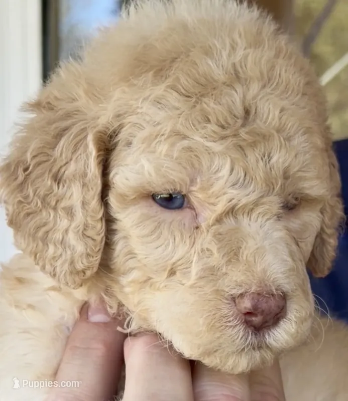 Crystal Double Blue Eyes F2bb- He is a STUNNER! – Goldendoodle, Poodle - Standard  puppy for sale in Tulsa, OK