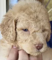 Crystal Double Blue Eyes F2bb- He is a STUNNER!, a male Goldendoodle and Poodle - Standard  for sale in Tulsa, OK – 1 of 8