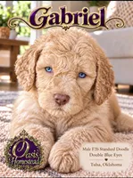 F2b Cream Male with the most Crystal Blue eyes , a male Aussiedoodle and Poodle - Standard  for sale in Tulsa, OK – 3 of 6