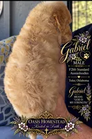 Crystal Double Blue Eyes F2bb- He is a STUNNER!, a male Goldendoodle and Poodle - Standard  for sale in Tulsa, OK – 8 of 8