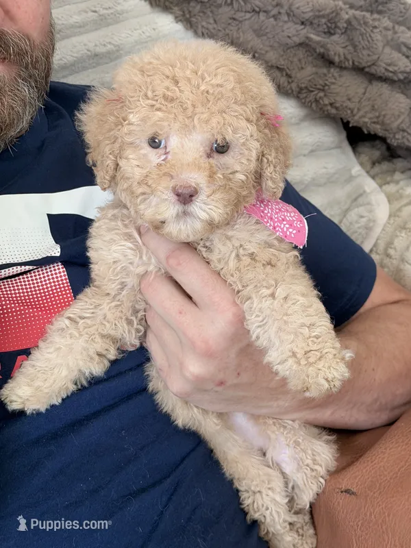 GRACE - F2bb- Beautiful Cream with Green Eyes  – Goldendoodle, Poodle - Standard  puppy for sale in Tulsa, OK
