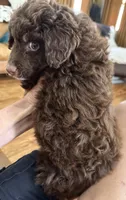 Chocolate Phantom-F1BB Mini- AMAZING!!!, a male Miniature Labradoodle for sale in Tulsa, OK – Photo 2 of 6