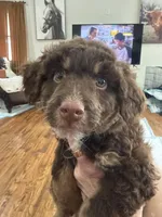Chocolate Phantom-F1BB Mini- AMAZING!!!, a male Miniature Labradoodle for sale in Tulsa, OK – Photo 5 of 6