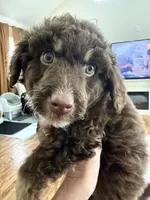 Chocolate Phantom-F1BB Mini- AMAZING!!!, a male Miniature Labradoodle for sale in Tulsa, OK – Photo 4 of 6