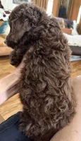 Chocolate Phantom-F1BB Mini- AMAZING!!!, a male Miniature Labradoodle for sale in Tulsa, OK – Photo 6 of 6