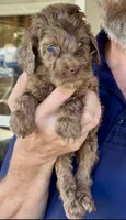 F2bb Red/ Chocolate Merle Male-Marble Blue Eyes, a female Aussiedoodle and Poodle - Standard  for sale in Tulsa, OK – 6 of 7