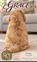 F2b Beautiful Cream Female with Chocolate undertone Green eyes , a female Aussiedoodle and Poodle - Standard  for sale in Tulsa, OK – 3 of 4