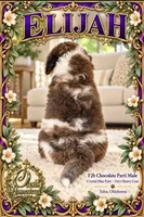 ELIJAH- AMAZING Crystal Double Blue eyes - F2b, a male Goldendoodle and Poodle - Standard  for sale in Tulsa, OK – 5 of 7